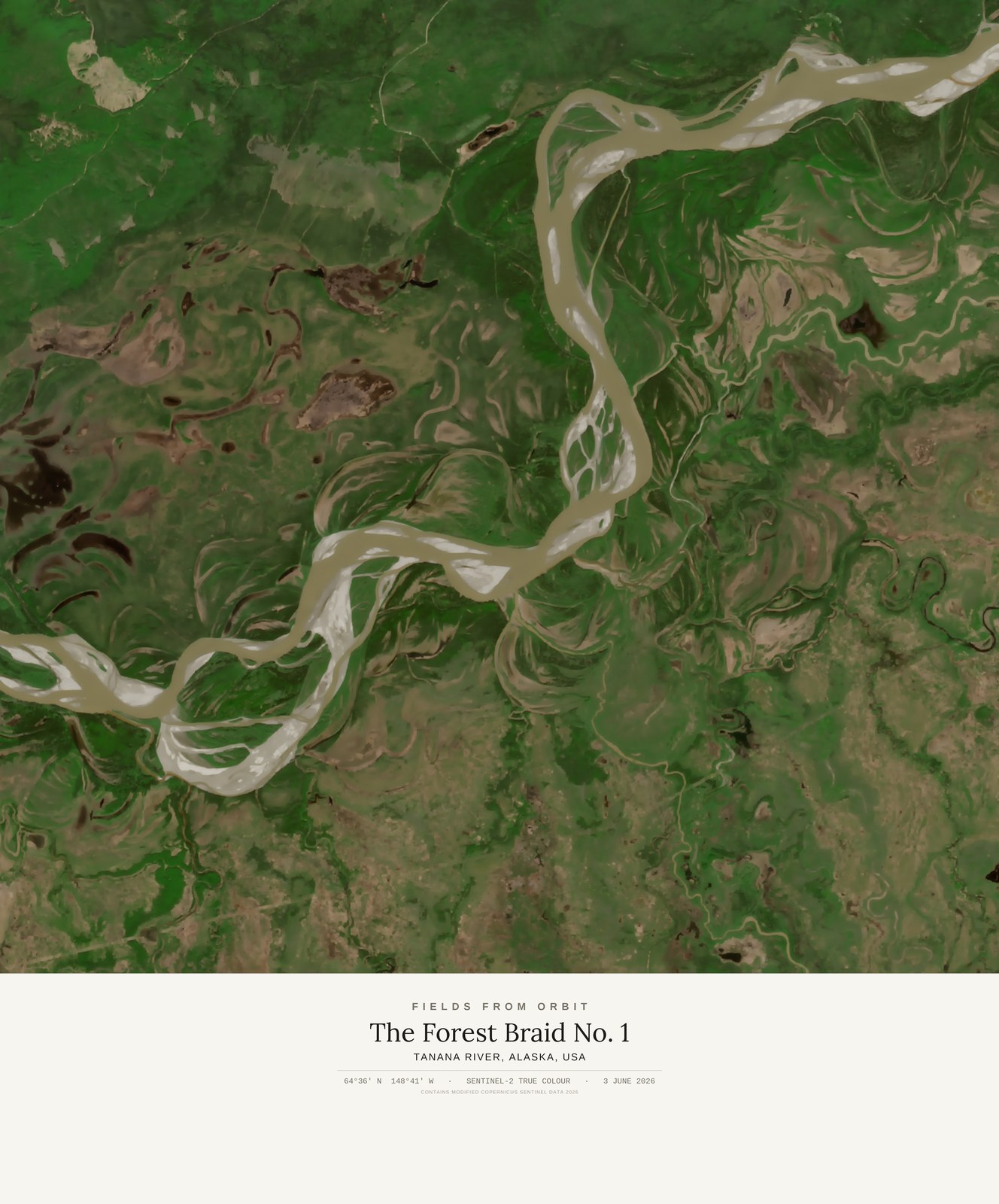The Forest Braid No. 1 — satellite art print of Tanana River · Alaska, USA, shown with its museum label